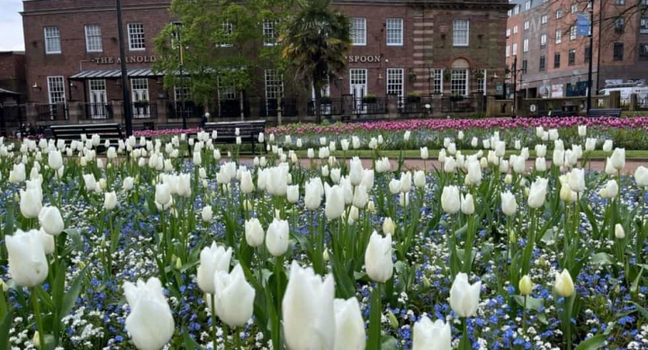 Heart Of England In Bloom 3 980x735 Queens Gardens - Newcastle Under Lyme